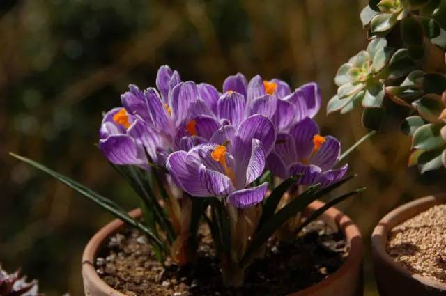 罕见的花红色,正宗藏红花西藏的藏红花