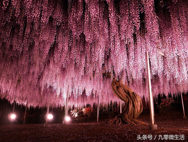 日本最大一棵紫藤图片,最好看的日本紫藤