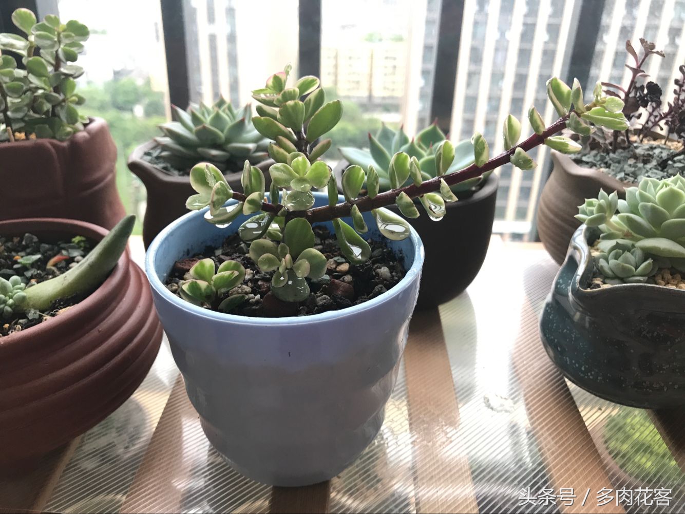 夏天多肉晒伤后怎么补救,多肉在夏季晒伤怎么办