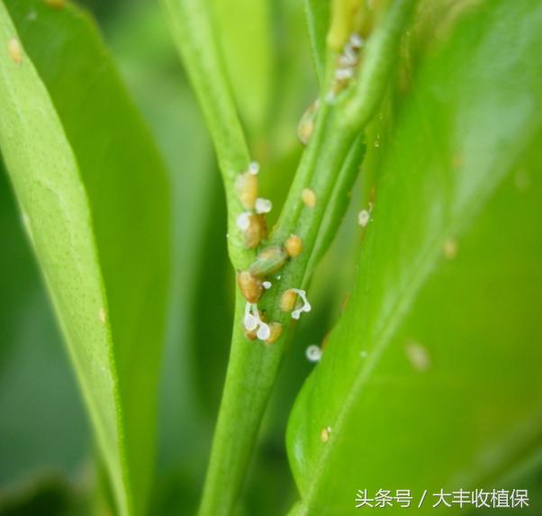 黄龙病无药可治!学会这三招,让黄龙病无处遁形