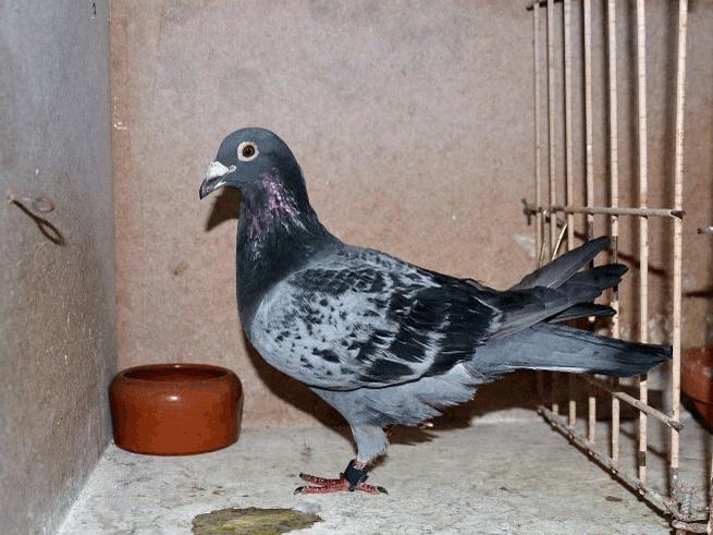 比利时信鸽国家赛,2020年比利时赛鸽国家赛实况