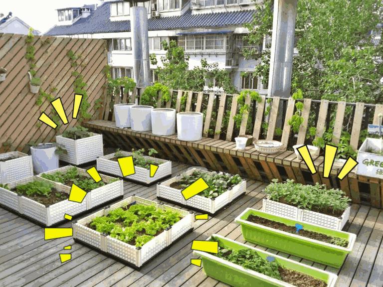 阳台种菜飞虫怎么去除无毒无害,阳台种菜有很多小飞虫杀虫剂