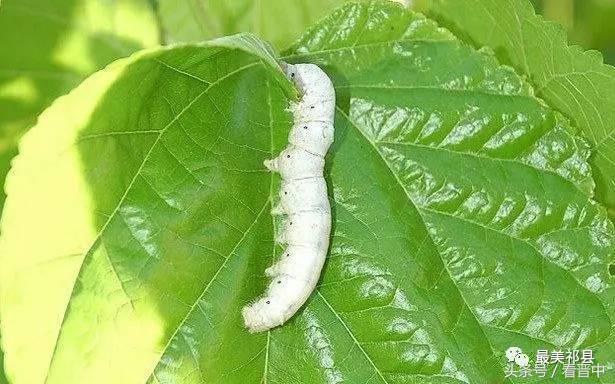祁县三个村,祁县所有村名单