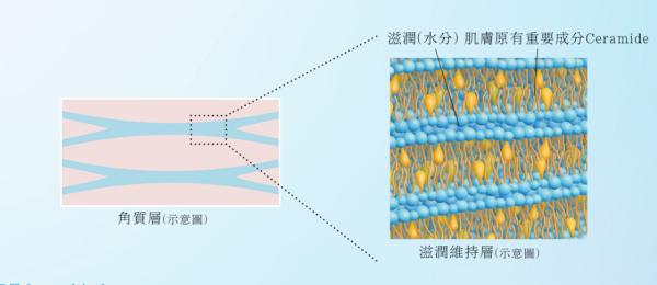 苏菲娜防晒用哪款,苏菲娜花王