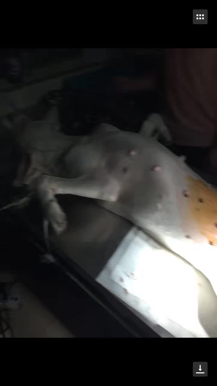 救助流浪杜高犬,被遗弃的子宫脱垂的狗