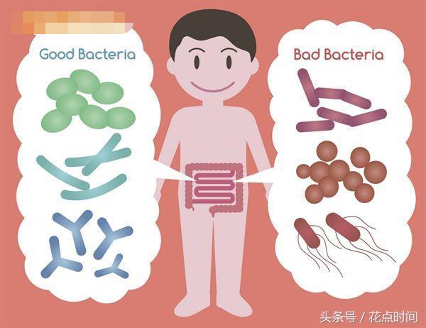 补充大脑所需的益生菌,经常吃益生菌能改善体质吗