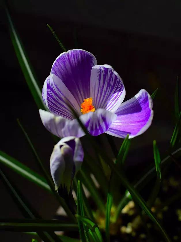 罕见的花红色,正宗藏红花西藏的藏红花