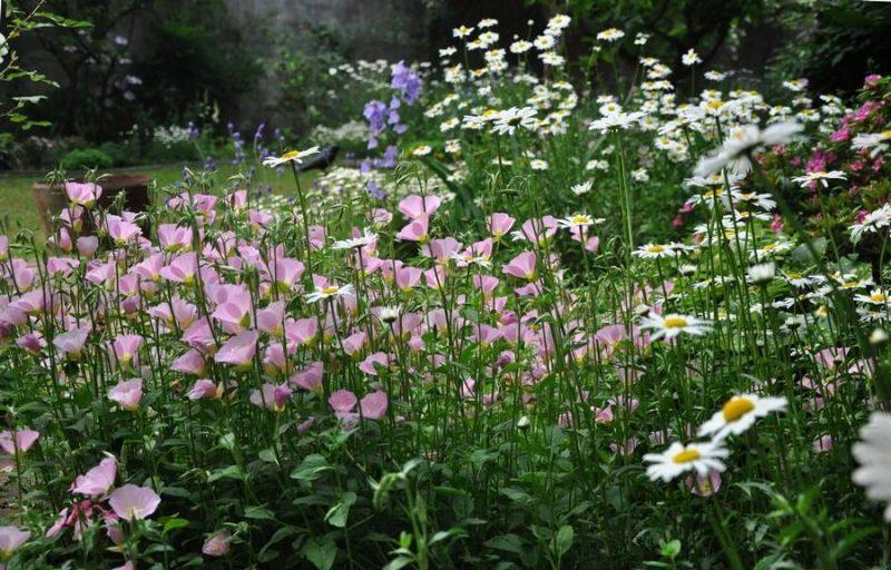 月见草含油量达25.1%含Y~亚麻酸达8.1%，最有开发前景