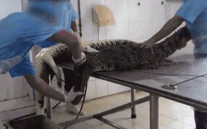 铂金包性价比,低调奢华测评