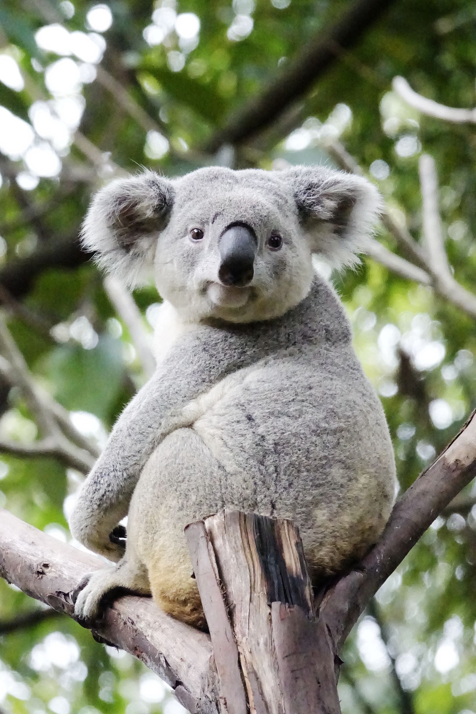 长隆野生动物园观赏攻略,长隆野生动物园需要准备的东西