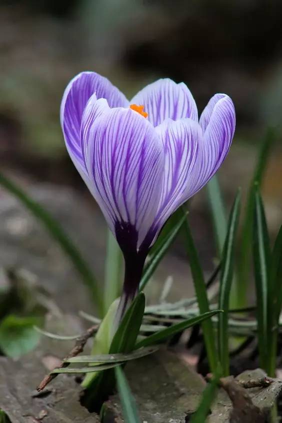 罕见的花红色,正宗藏红花西藏的藏红花
