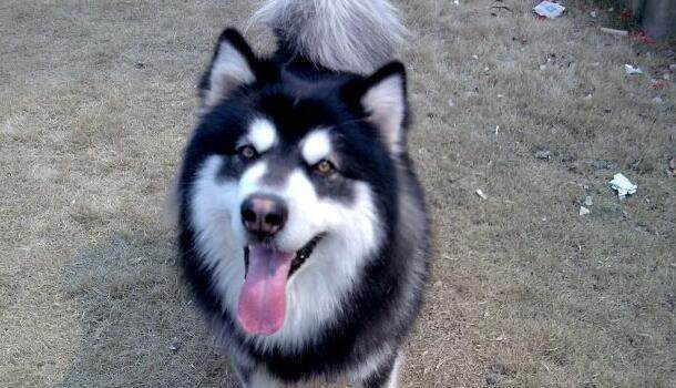 宠物市场狗狗的价格,十种狗狗价格