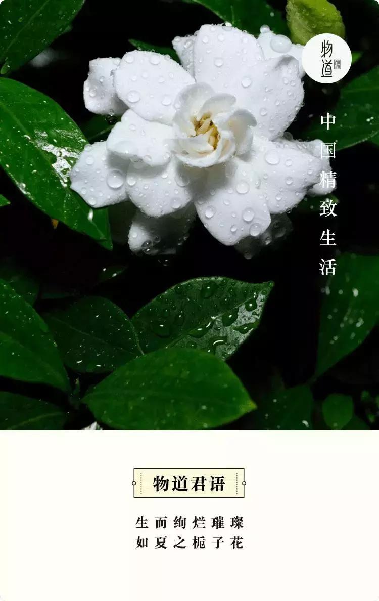 人间栀子花,人间栀子