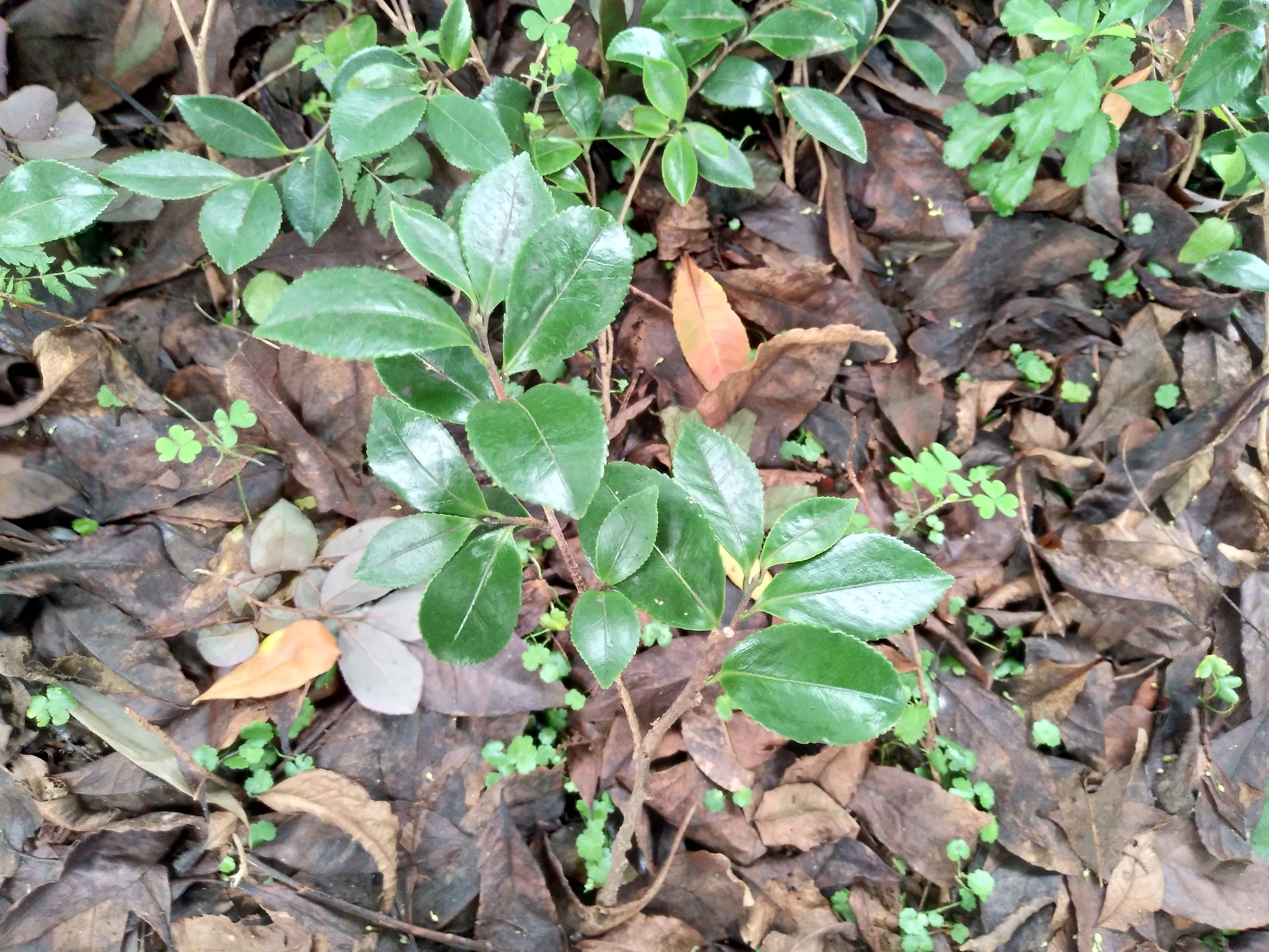 vivox9手机拍照效果图,拍照最好的手机vivox90系列