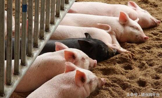 弓形体和附红细胞体用什么治疗,附红体和弓形体怎么治疗