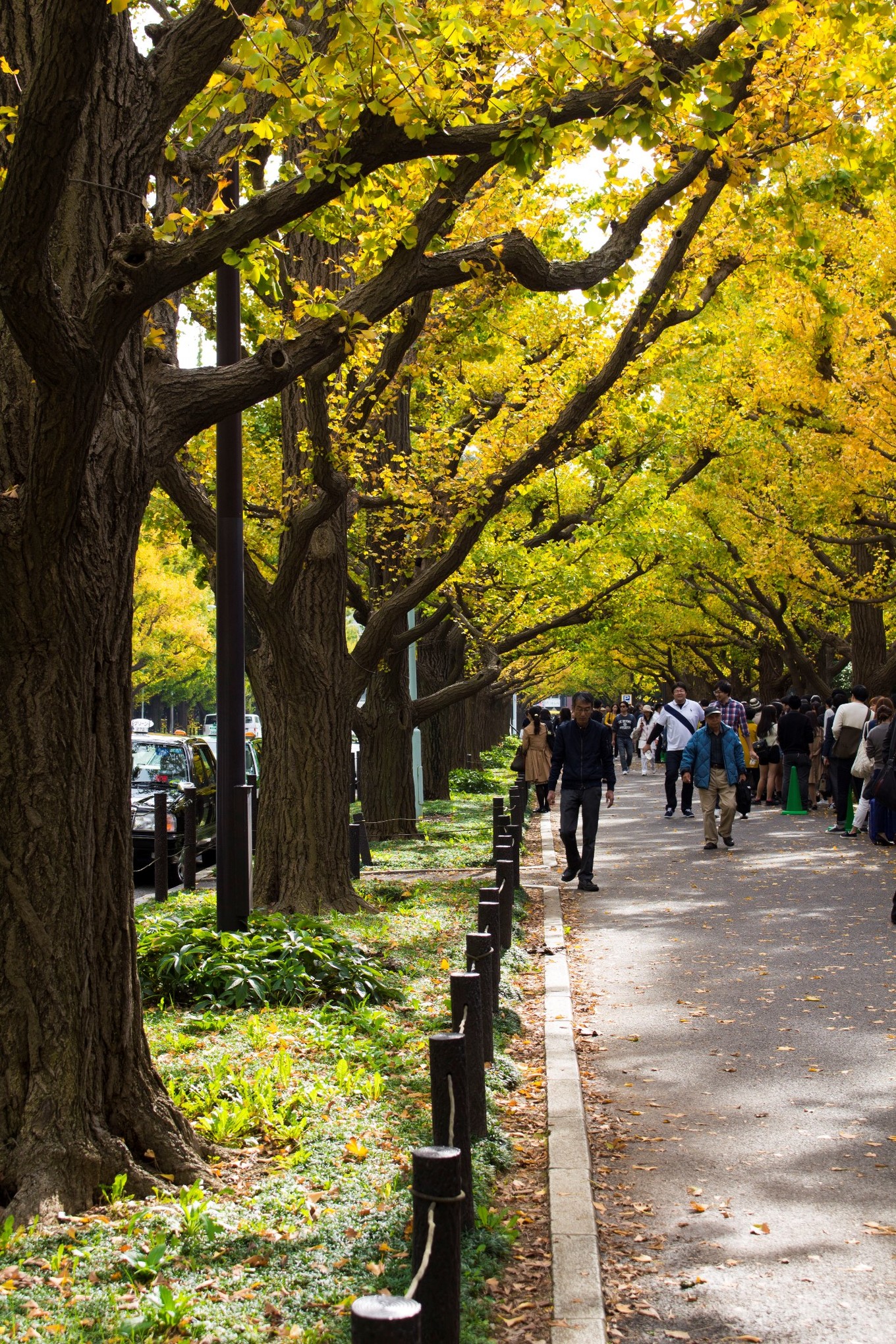 日本物语落樱下的邂逅,浪漫的日本物语