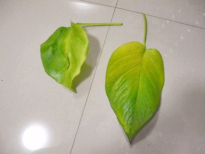 绿萝的四个特征,绿萝变黄了怎么拯救它