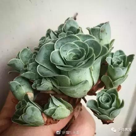 多肉的奇特之处,养的多肉长了蘑菇