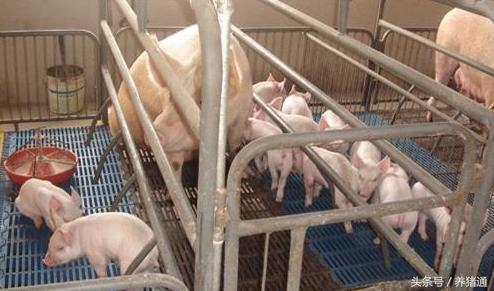 猪场塑料漏粪地板安装视频教学,猪舍漏粪地板哪种好