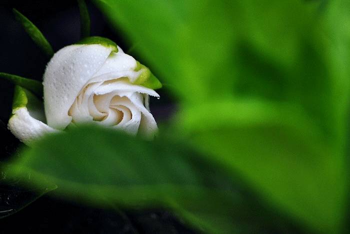 人间栀子花,人间栀子