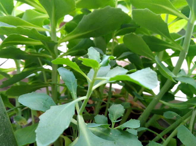 华为千元机畅享7s,华为畅享7p值得买吗