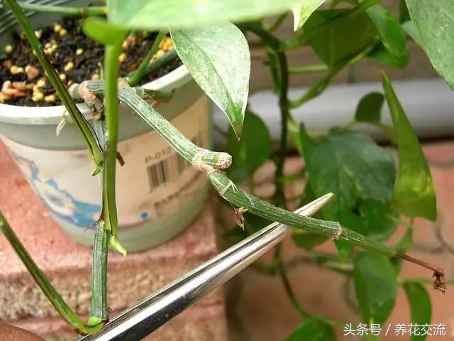 绿萝怎么养才能爆盆浇什么水,绿萝水培怎么快速爆盆