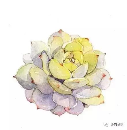 多肉的奇特之处,养的多肉长了蘑菇