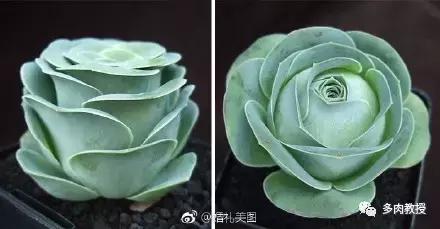 多肉的奇特之处,养的多肉长了蘑菇