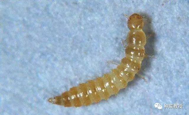 养花的小黑飞怎样彻底消灭,室内小黑飞怎么消灭最彻底