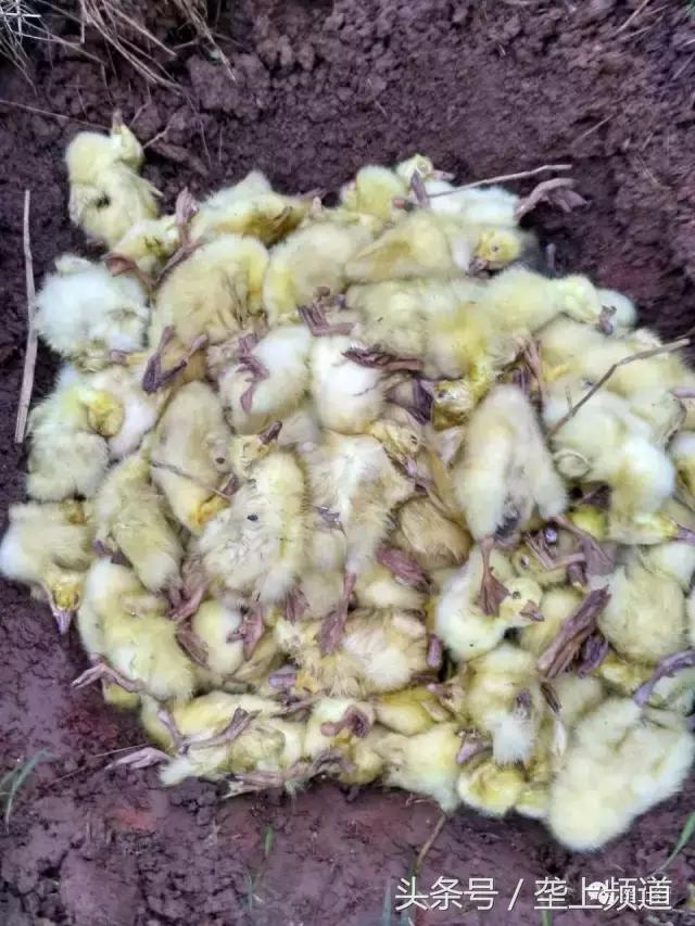 愤怒！网购鹅苗一天死一箩筐！