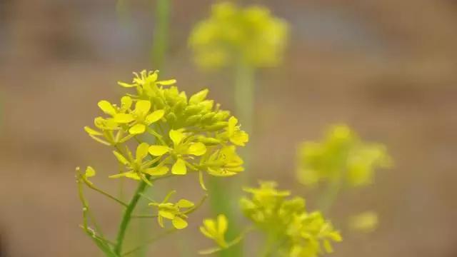 我们最爱吃的是什么,芥末到底有啥好吃的