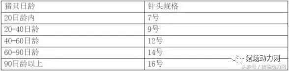 给猪打针起包怎么处理,怎样克服给猪打针的恐惧