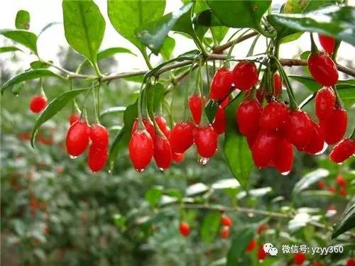 种植粮食一亩能赚多少钱,种植什么农作物一亩地能赚2000