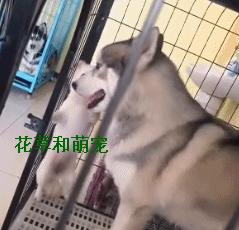 博美脾气比别的狗是暴躁还是温顺,博美脾气大越打越凶怎么解决