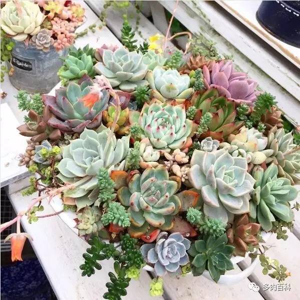 多肉叶插空气发根法,多肉植物怎么叶插才能成活