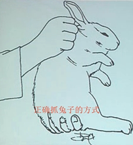 兔子被拎耳朵,拎起兔子耳朵为什么兔子会自转