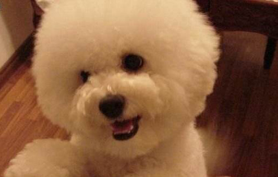 比熊犬老是掉毛怎么办,比熊犬一直拱布是怎么回事