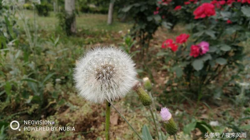 努比亚z17mini有VOLTE功能没,努比亚z17mini用的是啥处理器