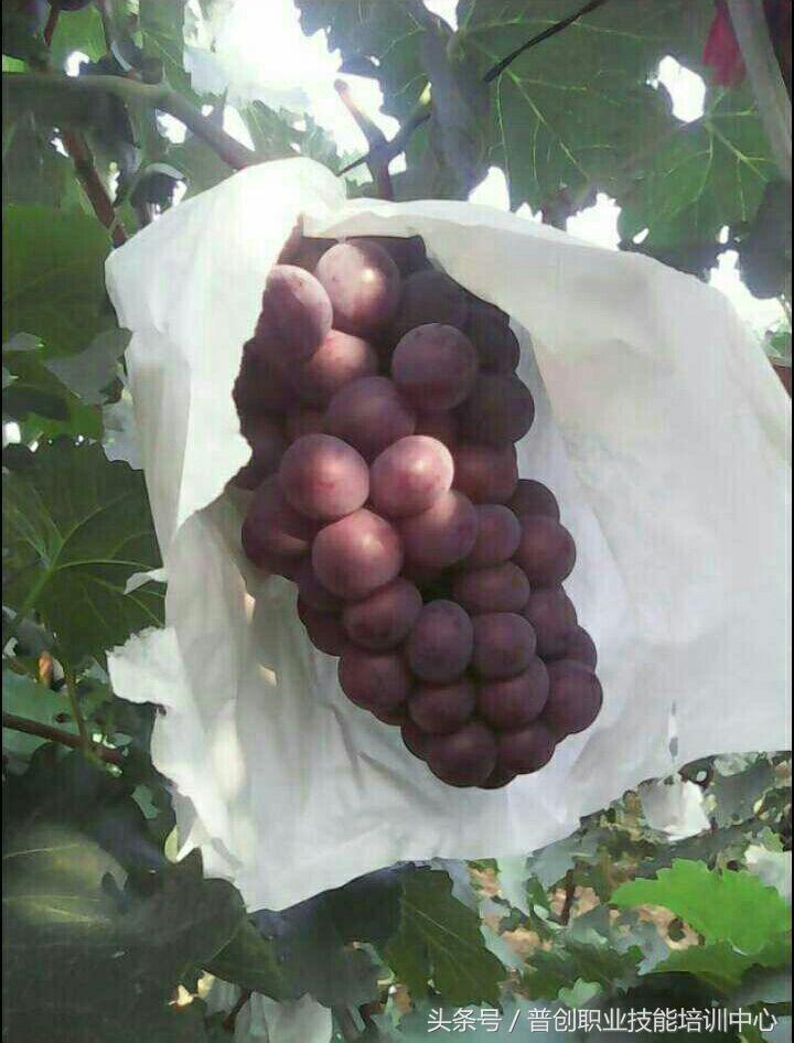 葡萄种植管理技术唐老师,如何管理葡萄才能高产的技术