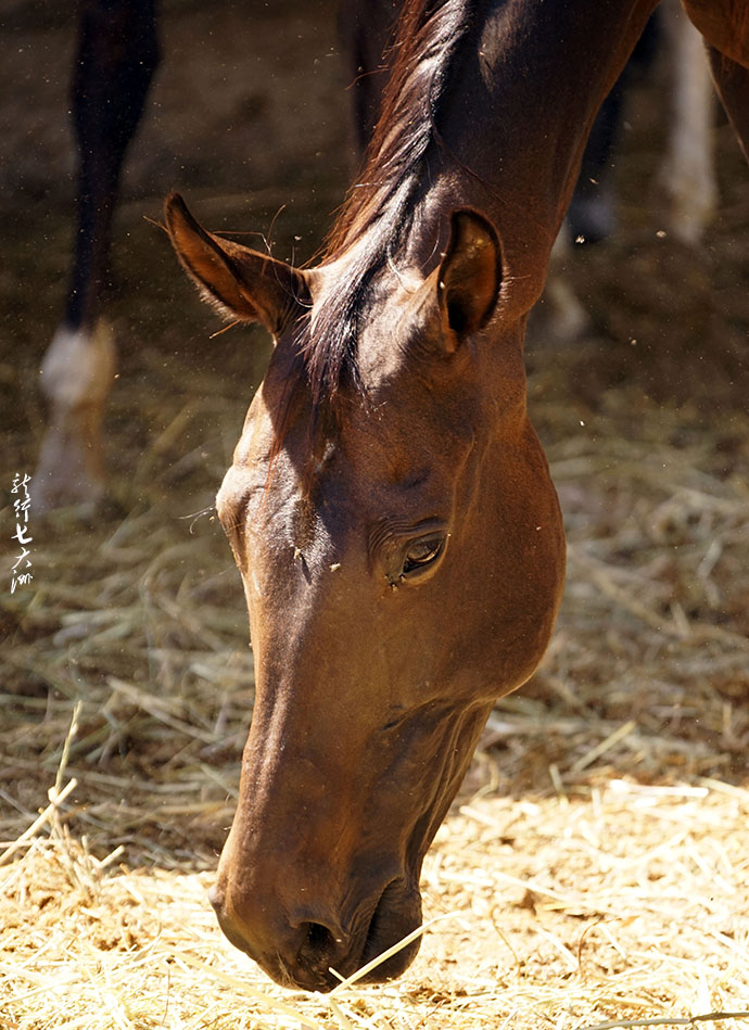 土库曼斯坦血统最纯的汗血宝马,土库曼斯坦最顶级汗血宝马