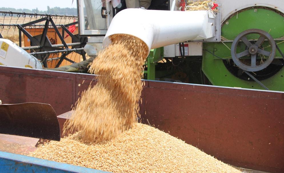 纵横田间，麦收不将就，这款山东“壮汉”收割机就是猛