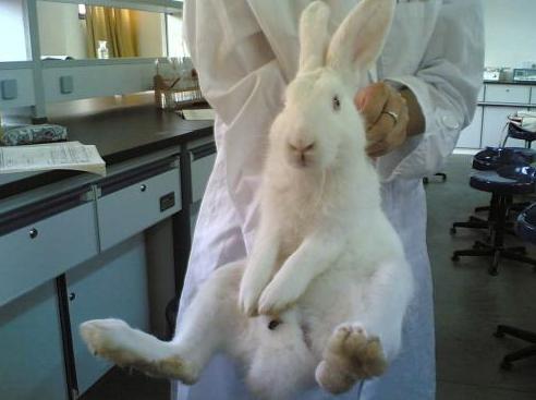 兔子被拎耳朵,拎起兔子耳朵为什么兔子会自转