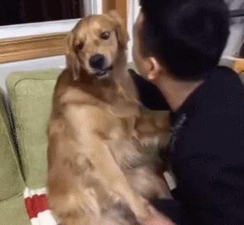 金毛无故被暴躁小伙子打,金毛一犯错主人就一顿暴揍