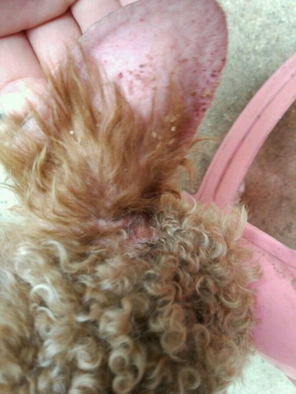 网友家的泰迪,泰迪皮肤病抹什么