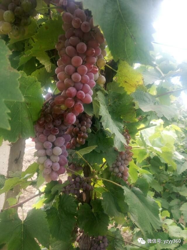 种植粮食一亩能赚多少钱,种植什么农作物一亩地能赚2000