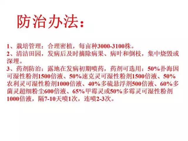 辣椒卷叶病虫害图谱及防治方案,辣椒病虫害大全