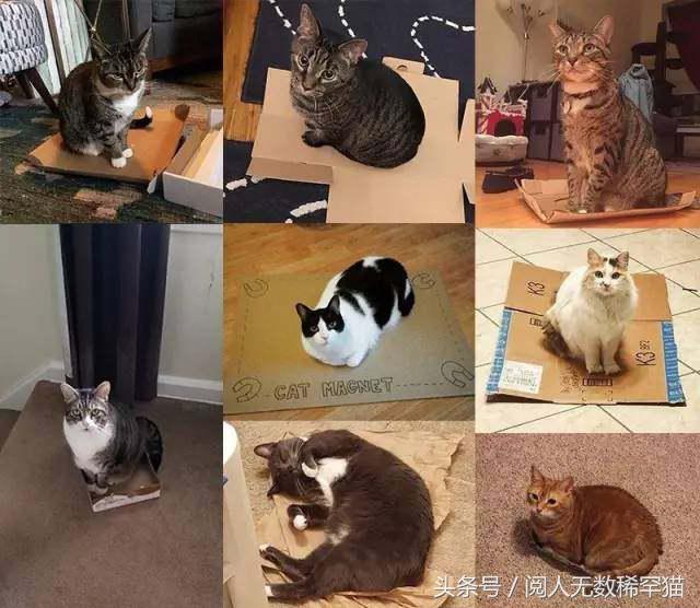 以静制动一招制敌,抓到一只猫如何让它平静下来