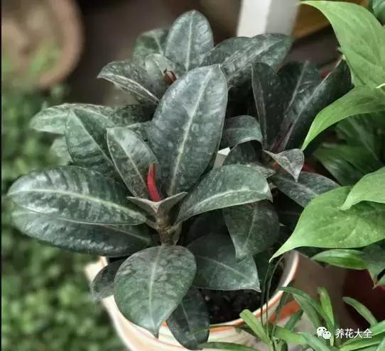 什么花驱虫又香,什么花驱虫又不伤人