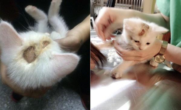 繁殖场救出全身霉菌的猫咪从小泡药浴，意外爱上游泳！