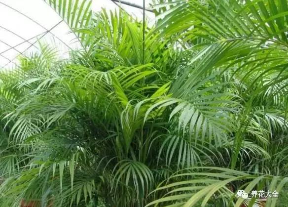 什么花驱虫又香,什么花驱虫又不伤人